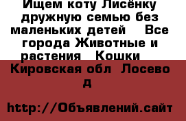 Ищем коту Лисёнку дружную семью без маленьких детей  - Все города Животные и растения » Кошки   . Кировская обл.,Лосево д.